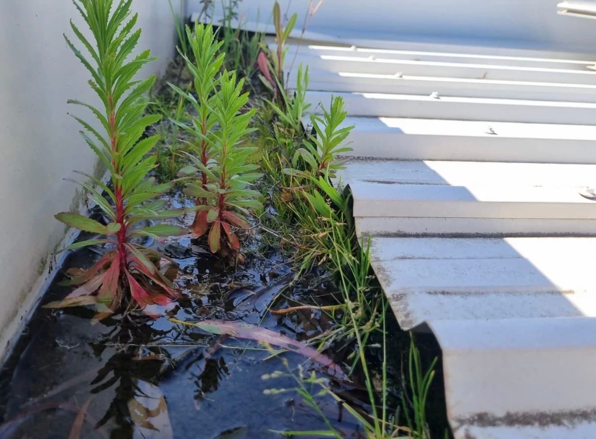 Green weeds grow in stagnant water inside a white corrugated metal roof gutter.